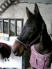 Filename=5~6.jpg
Filesize=282KB
Dimensions=525x700
Date added=Feb 16, 2008 5~6.jpg